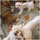 일산애견 이미지