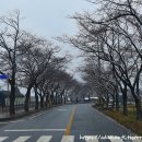 양천리누리터 마을공원 | 섬진강 수달생태공원 홍매화 탐방