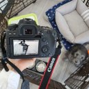 피터펫카페 이미지