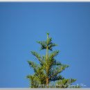 별과 소나무 이미지