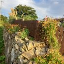 장흥비동돌담 이미지