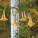 Brugmansia 이미지