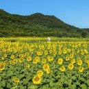 해바라기가맥 이미지