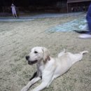 더 펫 애견샾 이미지