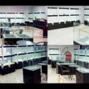 더독스 강아지분양 서울 이미지