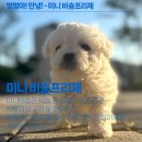 이담펫 이미지