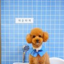 귀욤하개 네이버블로그