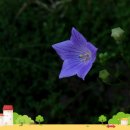 관음초등학교 이미지