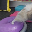 보조기나라 | 강아지 슬개골 탈구 예방 및 재활을 위한 필수템 오르토카니스 보호대 솔직 후기