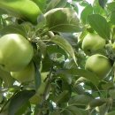 친환경에덴농장을 소개합니다/껍질째 먹는 사과/사과수확체험농장 이미지