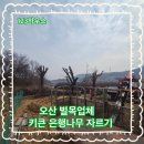 씨유 금천은행나무점 | 오산 벌목업체 키큰 은행나무 자르기