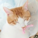 진영조은동물병원 이미지