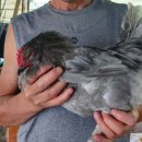 청계리농장 이미지