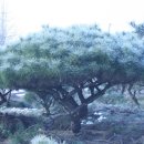 서리농장 이미지