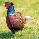 꿩대신닭 이미지