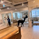 마리앤쥬 이미지