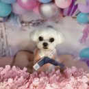 리틀댕댕 이미지