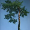 유화(오전) 이미지