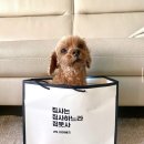 FUNNY & JOY | 가벼운 하네스 추천, WAW 초경량 하네스 후기