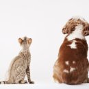 현대 강아지＆고양이 이미지