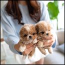 조이퍼피 강아지분양 이미지