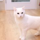 캣츠호텔 이미지