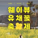 민구농장 | 4월 제주 가볼만한곳 웨이뷰 유채꽃 축제