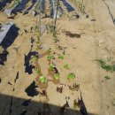 영배농장 이미지