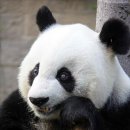 판다27 이미지