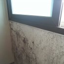 이엠공부방 | 전주입니다.벽지에곰팡이가 심해요..