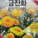 [체험활동] 꽃씨 심기 - 금잔화🌼 이미지