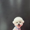 시루 반려견 미용 이미지