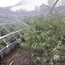 고일농장 이미지