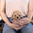 디자인독 이미지