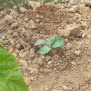 찬우물농장 이미지