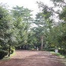 천년비자 이미지