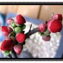 서예(사군자) 이미지