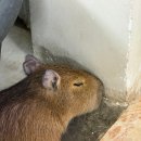 카피바라 | 나트랑 놀거리 카피바라 카페 후기