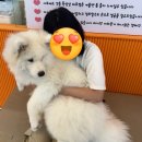 멍달려 | 천안 실내 데이트 귀여운 사모예드 애견 카페 하트멍 솔직후기