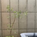 강릉에서 즐기는 이탈리안 정통 화덕 피자와 파스타 - 라 몬타냐(La Montagna) -