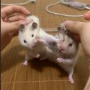 묵찌빠PC방 | 빙수야 녹지마 ⛱️