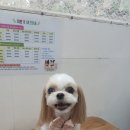 오늘도, 이쁘개 이미지