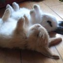 혜성합기도 이미지