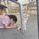 동해꿈빛마루도서관 영상실 | 동해 고양이카페 묘냥묘냥