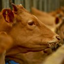 이젠축산 이미지