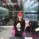 내 품안의 반려견(강서점) 이미지