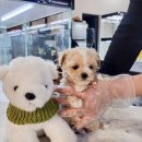 바나개 강아지 고양이 마포점 이미지