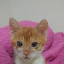 우리개 우리냥이 이미지