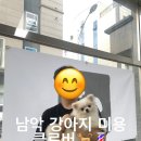 클로버 애견미용 이미지