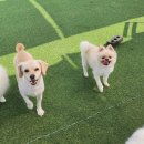 뽀송하개 재워줄개 이미지